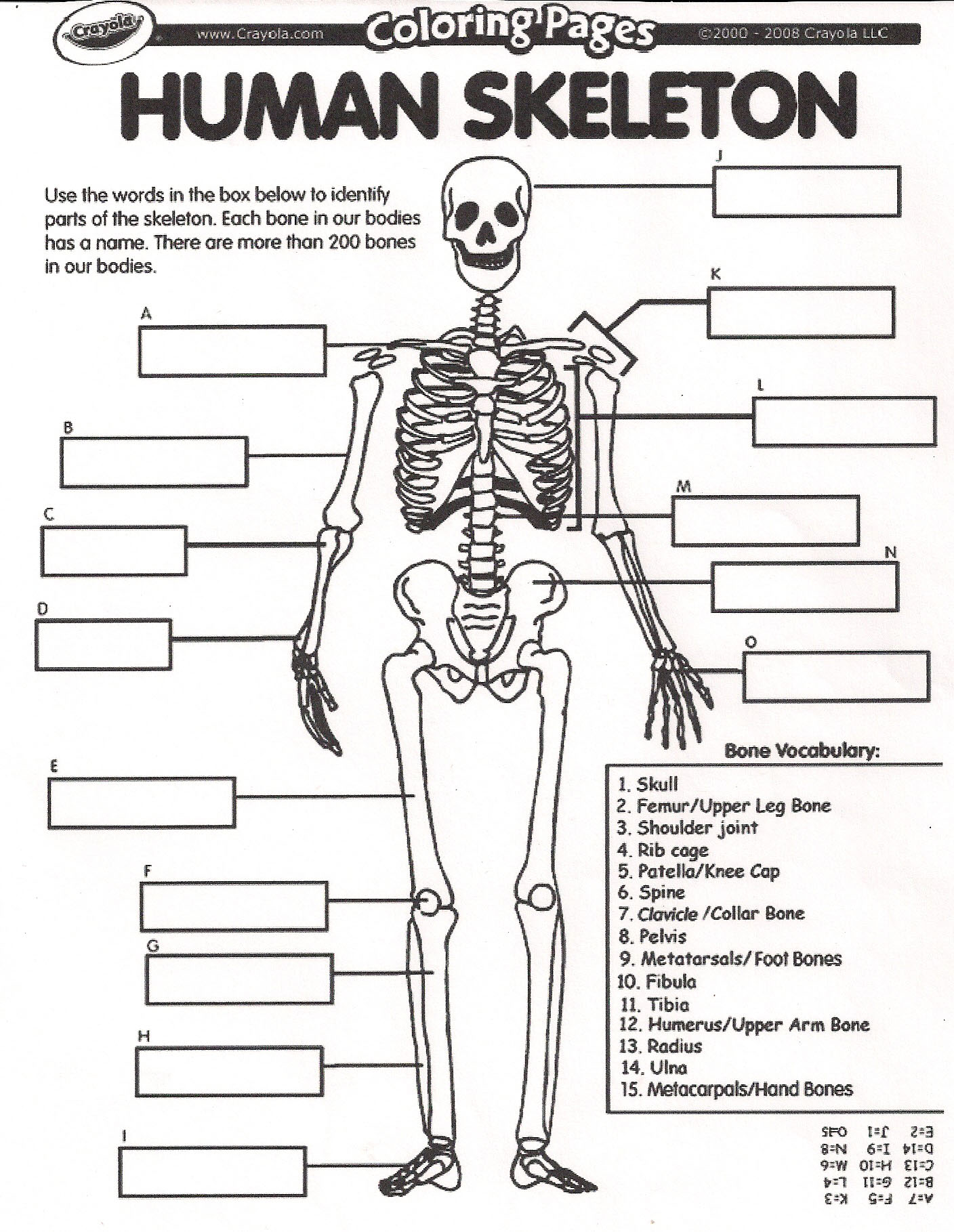 August: All About Me: Bones  The Happy Homemaker In The Skeletal System Worksheet